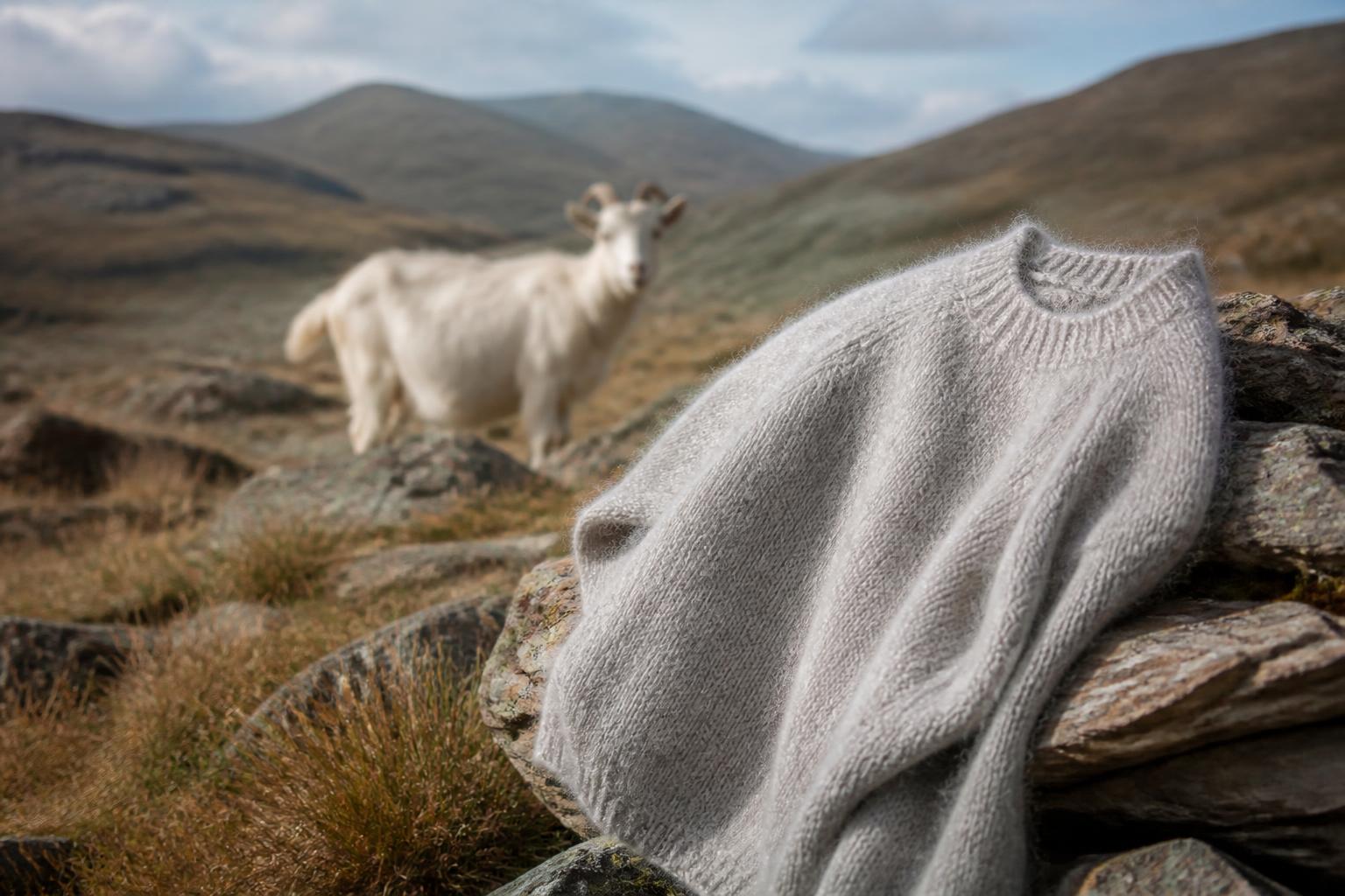 A fluffy white Angora goat stands in a sunlit grassy field looking toward the camera